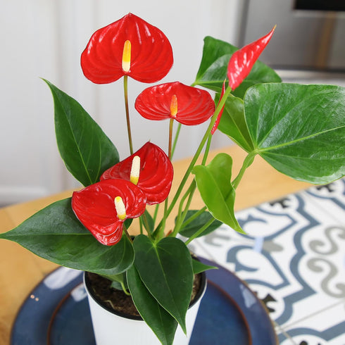 4 Inch Altman Plants Red Anthurium Live Plant Decor in White Plastic Plant Pot, Easy to Grow Desk Plant, Easy Plant