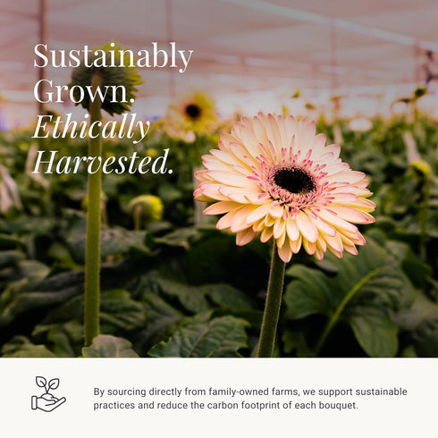 15 BloomsyBox: Stems Multicolored Gerbera Daisy Bouquet, Durable, Hand Tied, Responsibly Sourced, Farm Fresh Flower