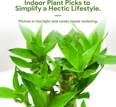 3 Set (2x6 1x8) Stalks Lucky Bamboo Plants Indoor Live - Multi-Height & for Good Luck & Prosperity - Easy Care