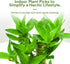 3 Set (2x6 1x8) Stalks Lucky Bamboo Plants Indoor Live - Multi-Height & for Good Luck & Prosperity - Easy Care