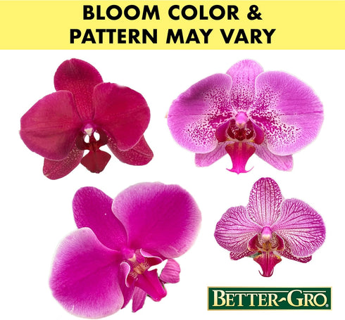 19 Better-GRO Hanging Kokedama with Phalaenopsis Orchid Indoor/Outdoor Planter- Pink
