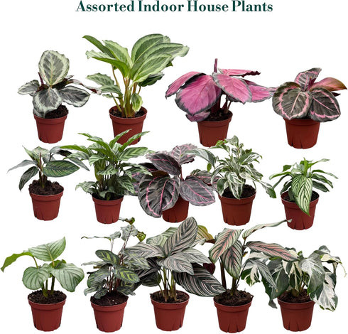 (4-Pack) 4 CoollectivePlants Calathea Assorted Collection Live Indoor Plants in Nursery Pots, Easy Care Tropical
