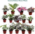 (4-Pack) 4 CoollectivePlants Calathea Assorted Collection Live Indoor Plants in Nursery Pots, Easy Care Tropical
