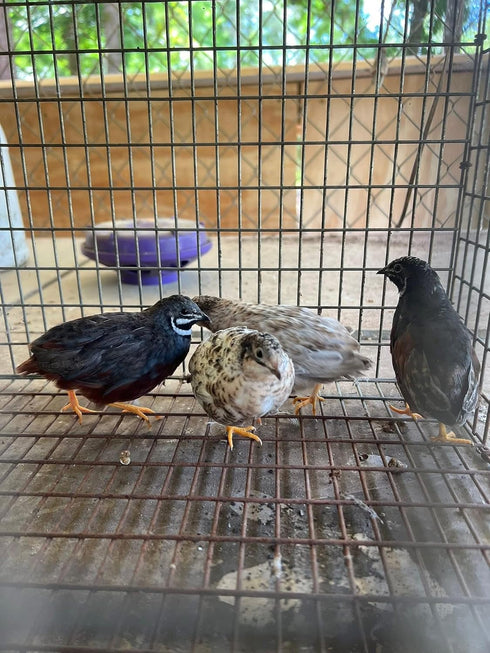 Generic 6+ 6 Fertile Quail Hatching Eggs Button Quail Hatching Eggs Mixed Varieties Farm Fresh & High Hatch Rate LSJ