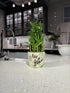 Generic Three Layer Lucky Bamboo Plant in Growing Pot - Indoor Greenery