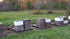 Country Wellbeing 16oz Goshen Amish Extremely Raw Buckwheat Honey - Unfiltered, Unprocessed, Pure & Natural - Harvested