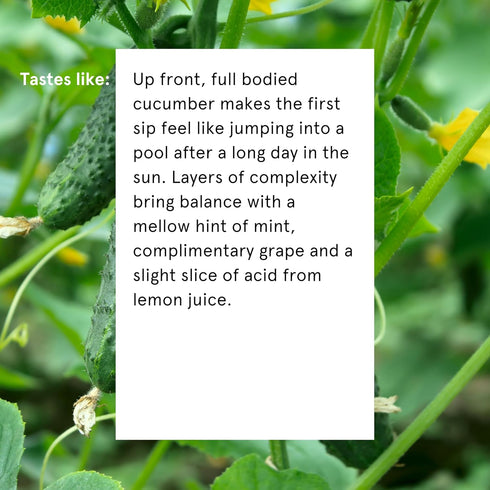355ml Pack 12 Something & Nothing Flavoured Sparkling Water - Lightly Carbonated, Full Flavoured with Added Grape