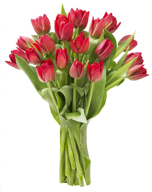 Blooms2Door - 20 Red Tulips without vase(Farm-Fresh Flowers, Cut-to-Order) - Fresh Flowers