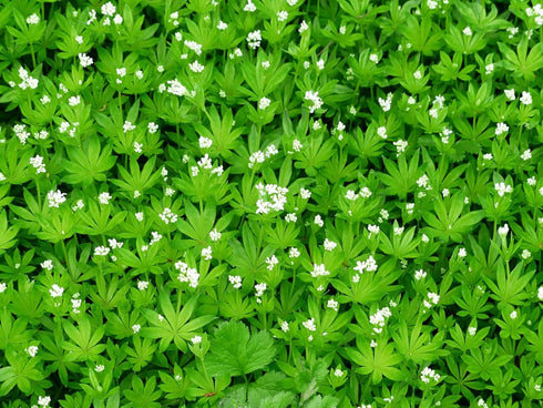Sweet Woodruff Herb - Dried, Cut, Natural Galium Odoratum - Net Weight: 1oz/28g