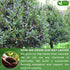 40 100% FreshDrinkUS, Premium Bay Leaf Tea Bags, Natural & Pure from Bay Leaves. Loose Leaf Bay Herbal Tea. Made