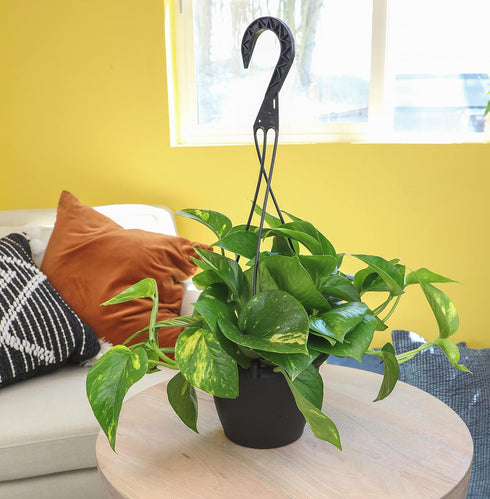 1 Count Golden Pothos Plant Live in Hanging Planter Pot Live by Plants for Pets