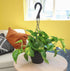 1 Count Golden Pothos Plant Live in Hanging Planter Pot Live by Plants for Pets