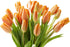 Blooms2Door 20 - Orange Tulips (Farm-Fresh Flowers, Cut-to-Order) - Fresh Flowers for Birthday, Valentine's & Mother's