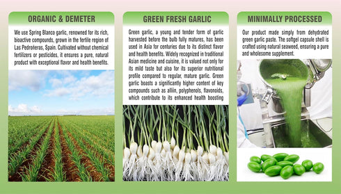 PHARMAKON Organic Green Garlic, Potent Softgels, Wholesome, Reduced Odor.