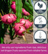 170g/6.0 Oz, 100% KAMVIVA Vietnam's Freeze Dried Dragon Fruit, Natural, Diced Dragonfruit, Red Pitaya Dry, No Sugar