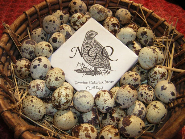 ChickenHousesPlus.com Quail Eggs Daily Bread Homestead 30 Fertile Coturnix Quail Hatching Eggs