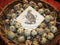 ChickenHousesPlus.com Quail Eggs Daily Bread Homestead 30 Fertile Coturnix Quail Hatching Eggs