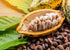 1 Food to Live Cacao Paste Wafers, Pound - Premium Raw Cacao Liquor, Pure, Unsweetened, Vegan, Bulk. Rich