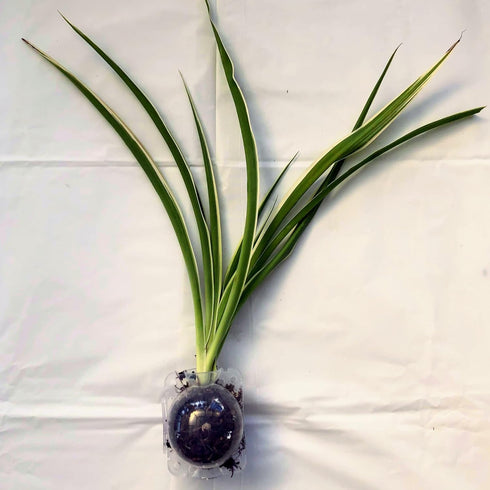 Blissful Rooted Varigated Spider Plant 10-12" Houseplant Fountain Lile Shape Easy 2