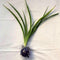 Blissful Rooted Varigated Spider Plant 10-12" Houseplant Fountain Lile Shape Easy 2