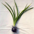 Blissful Rooted Varigated Spider Plant 10-12" Houseplant Fountain Lile Shape Easy 2