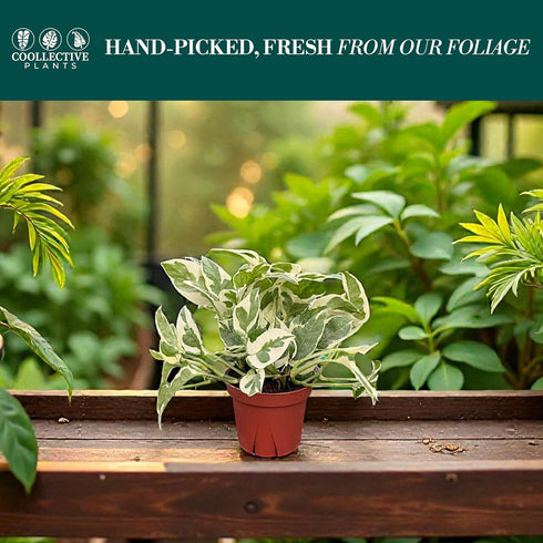 4" CoollectivePlants Pothos NJoy Live Plant in Growers Pot Indoor Low Maintenance Houseplant, Variegated Green & White