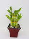JM BAMBOO Jmbamboo 2 Tier Lucky Bamboo - 6" & 4" Lucky Bamboos in