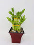 JM BAMBOO Jmbamboo 2 Tier Lucky Bamboo - 6" & 4" Lucky Bamboos in