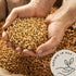 (2.8 lb) Be Still Farms Organic Soybeans - Soy Beans Dry aka Soya Nuts - Great for Edamame, Soy Milk, Tofu - High