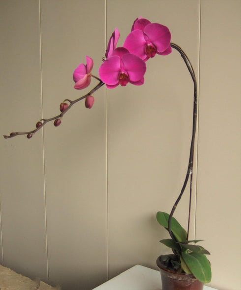 Athena's Garden 5" Phalaenopsis Orchids, Pink Blooms and Black Container, One Size