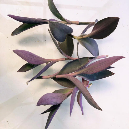 5 Inchplant Blissful Purple Furry Cuttings Wandering Jews Tradescantia Spiderwort Colorful Air Purifier Houseplant/Home