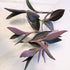 5 Inchplant Blissful Purple Furry Cuttings Wandering Jews Tradescantia Spiderwort Colorful Air Purifier Houseplant/Home