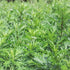 Jovvily Mugwort Leaf Cut & Sifted - 1 lb Herbal Tea - No Additives.