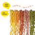 SUNGIVEN 3 2.47 OZ (Pack 10) Organic Ramen Noodles Mixed Vegetable Healthy Low Sodium Ready in Minutes Non-Fried