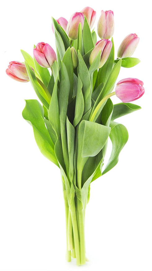 KaBloom PRIME NEXT DAY DELIVERY - Mothers Day Collection - Sugar Lips