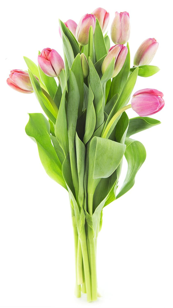 KaBloom PRIME NEXT DAY DELIVERY - Mothers Day Collection - Sugar Lips