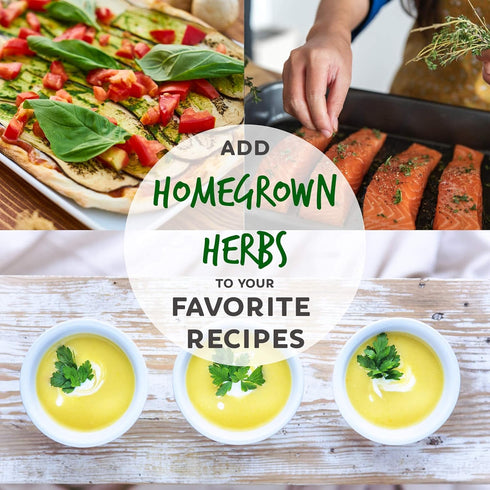 6 Packets: Culinary Herb Seeds Garden Collection | Basic Assortment | Non-GMO Seed Basil, Dill, Oregano, Parsley