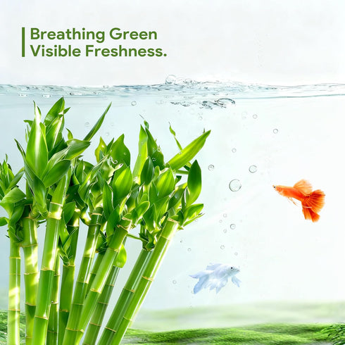 10 18 Set Lucky Bamboo Stalks Live Indoor Plant Perfect for Low-Light Spaces (Glass Container Not Included)