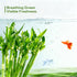 10 18 Set Lucky Bamboo Stalks Live Indoor Plant Perfect for Low-Light Spaces (Glass Container Not Included)