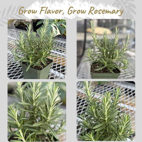 4 Inch Pack Live Aromatic Rosemary Herb Plant in Pot - Versatile Culinary Herb - Easy to Grow Indoor Houseplant