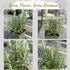 4 Inch Pack Live Aromatic Rosemary Herb Plant in Pot - Versatile Culinary Herb - Easy to Grow Indoor Houseplant
