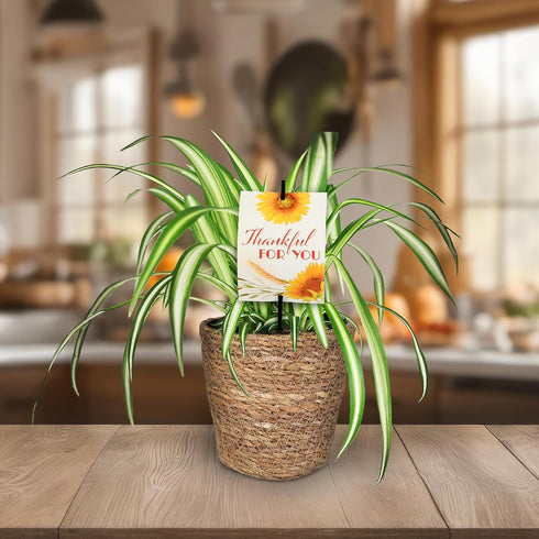 5" Green Circle Growers Spider Plant in Seagrass Planter, Live Plant Thankful for You