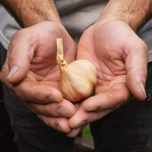Black Garlic North America 1.5 Whole Black Garlic - pounds
