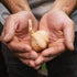 Black Garlic North America 1.5 Whole Black Garlic - pounds