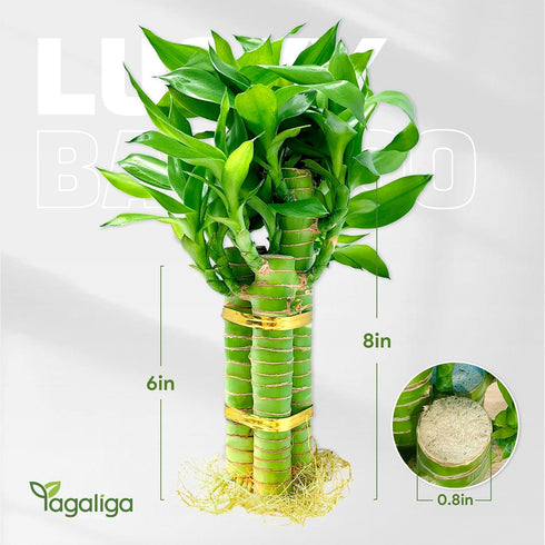 3 Set (2x6 1x8) Stalks Lucky Bamboo Plants Indoor Live - Multi-Height & for Good Luck & Prosperity - Easy Care