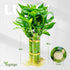 3 Set (2x6 1x8) Stalks Lucky Bamboo Plants Indoor Live - Multi-Height & for Good Luck & Prosperity - Easy Care