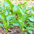 The Rike 3000 Seeds Mustard Leaf Ci B Xanh Green Mustard Lettuce Spinach Seeds Southern Giant Curled Mustard Greens
