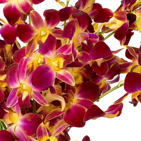 Generic 10 Fresh Cut Orchids Flowers Bouquet - PRIME QUALITY - Perfect for Weddings, Birthdays, Anniversaries, Gifts