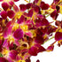 Generic 10 Fresh Cut Orchids Flowers Bouquet - PRIME QUALITY - Perfect for Weddings, Birthdays, Anniversaries, Gifts
