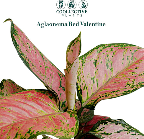 2" CoollectivePlants Aglaonema Red Valentine Live Plant in Growers Pot Chinese Evergreen, Indoor Low Maintenance